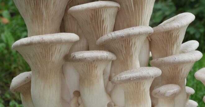 Vad gör portobello svampar luktar?