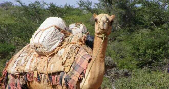 Hur lagrar camel sin mat i sin kropp?