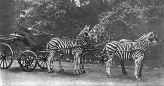 Hur snabbt kan en släktet equus zebra köra?