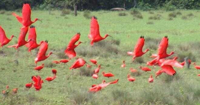 Hur ser scarlet ibis ut?