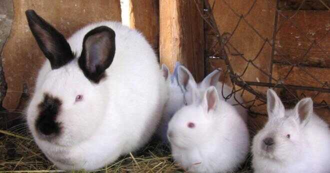 Kan kaniner har baby kaniner i en bur?