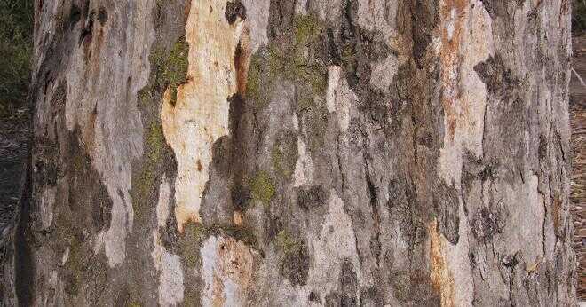Vilka djur finns i eukalyptusträd?