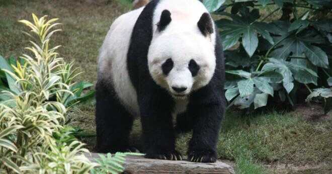 Vad är arterna som pandor?