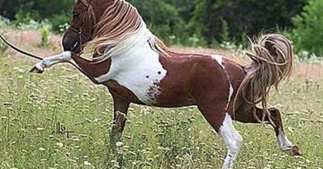 Kan en häst bli gravid vid amning?