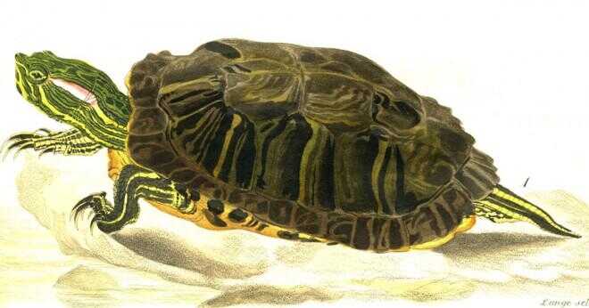Vilka typer av sköldpaddorna lever i dammar?