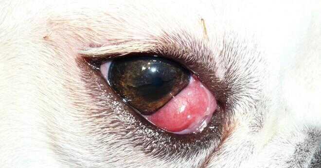 Varför din hund hosta med allergi?