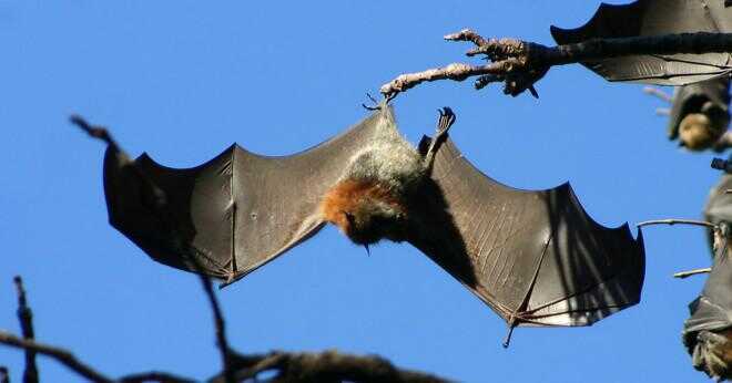 Vad ekosystem har en grå leds Flying Fox leva?