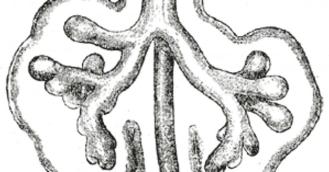 Hur gäller strukturen i alveolerna sin funktion i lungorna?