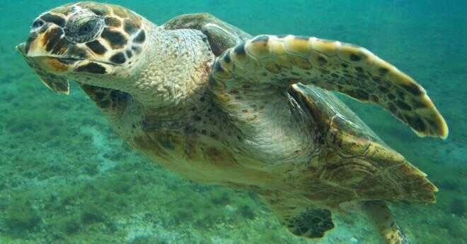 Hur svårt är en grön havssköldpaddor skal?