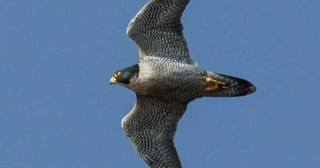Är falcon största flygande fågeln?