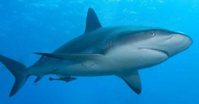 Vilken tid på dagen äter sand hajar?