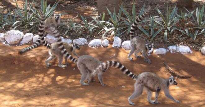 Vad äter ring-tailed lemurer?