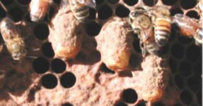 Vad är en angiven plats för honungsbinas nässelutslag?