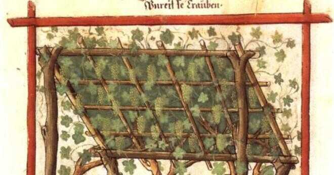 Vad gjorde medeltida folk kalla mandel?