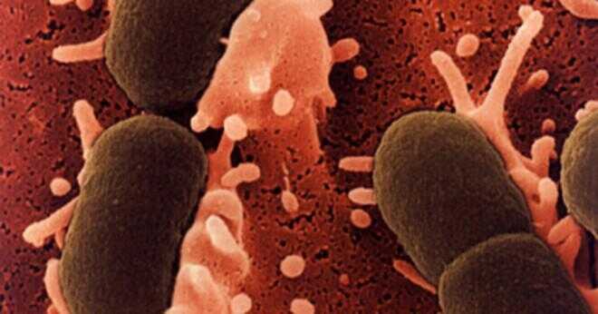 E. coli kan lägga ner stora kroppens system?