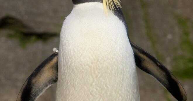 Har en pingvin en ryggrad?