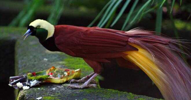 Vilken fågel är hittade på papua nya guinea flaggan?