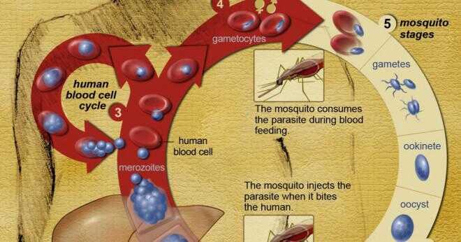 Är malaria ett virus bakterier eller färglösa?
