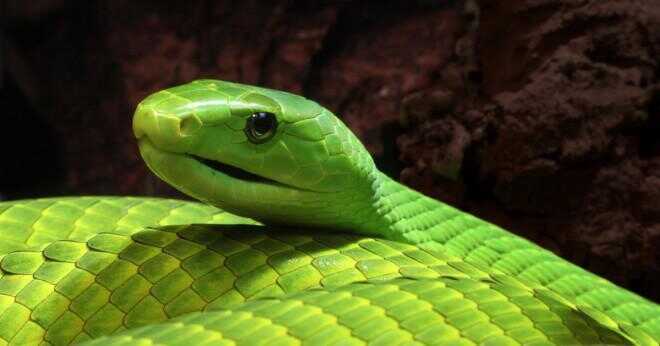 Hur vet man om en orm är giftig eller inte?