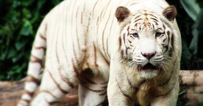 Kan sibiriska tigrar och vita tigrar mate?