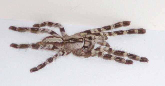 Kommer att para två sällskapsdjur tarantula spindlar?
