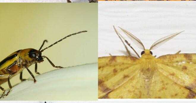 Vad kallas processen när en insekt genomgår en stor förändring?