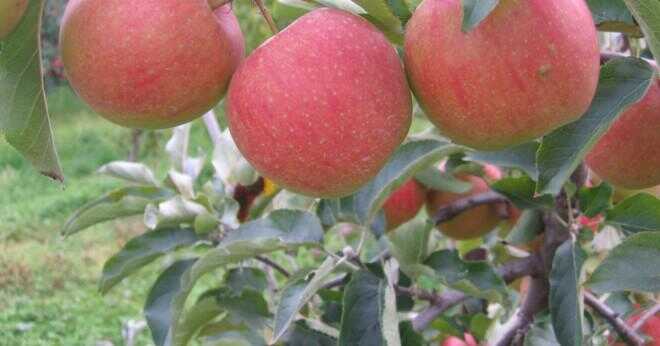 Hur du växa ett äppelträd med frön av ett äpple?