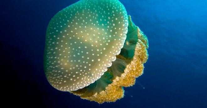 Hur jellyfish fånga sin mat?