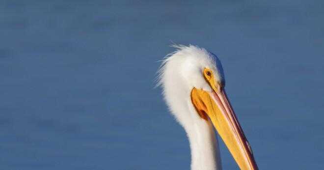 Var pelican få sin mat?