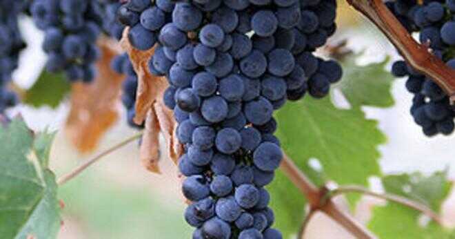 Vilken typ av druvor är bäst för vinframställning?