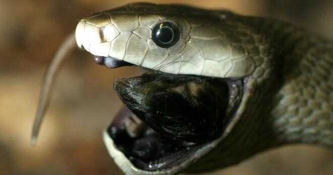 Vad är världens giftigaste orm?