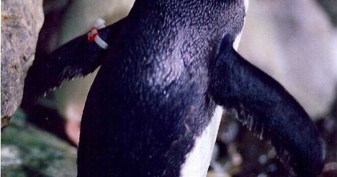 Vilken färg är en makaroner pingvin?