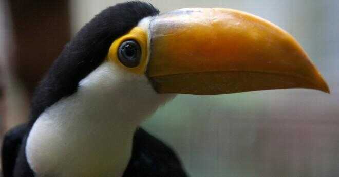 Har en toucan övervintra eller migrera?