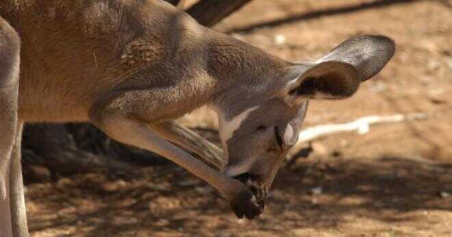 Hur lång tid en känguru joey stannar i sin mors påse?