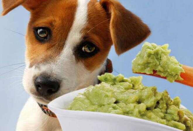 9 friska mänskliga livsmedel som är giftiga för din hund