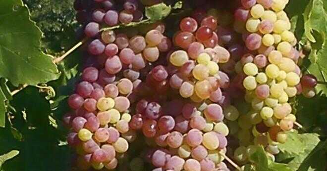 Är hälsofördelar av grape juice samma som vin?