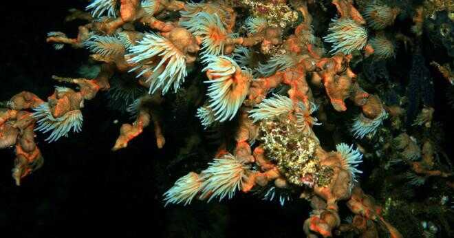 Vad djuret orsakar ett hot mot ett hav svamp?