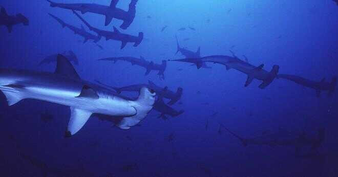 Hammerhead sharks tar hand om sina ungar?