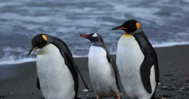 Hur makaroner pingvinerna hålla värmen?