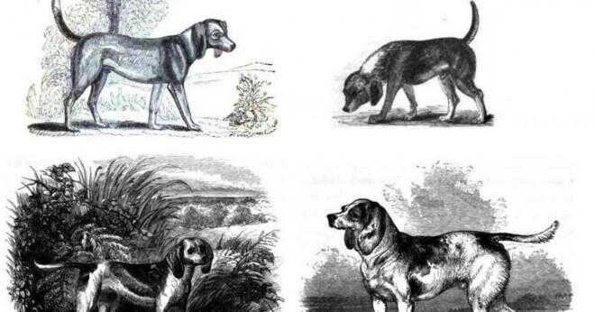 Vad är den idealiska vikten av en manliga Basset hound?