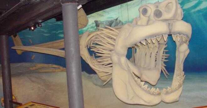 Som haj är större megalodon haj eller valhajen?