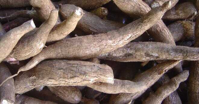 Vad är användningen av kassava?