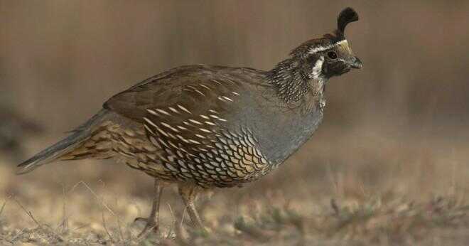 Vad heter sak på en quails' huvud?