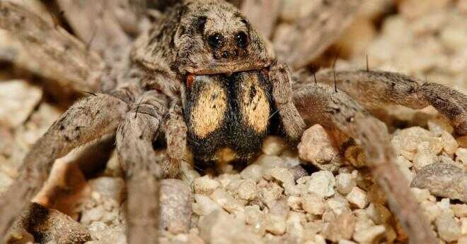 Vad kallas rädsla för små spindlar?
