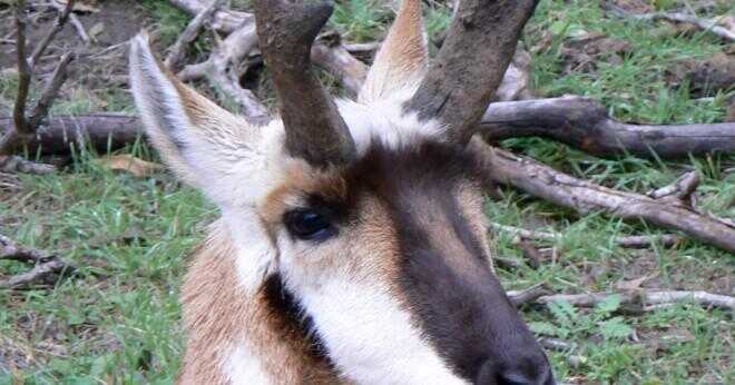 En pronghorn antiloper hoppar ett staket?