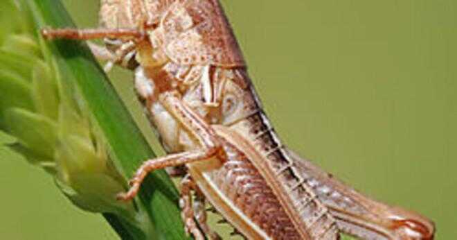 Varför kallas insekter stor överlevande?