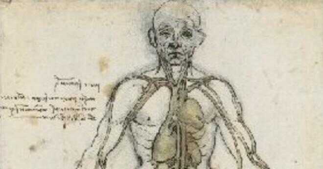 Vad är ett organ i kroppen?