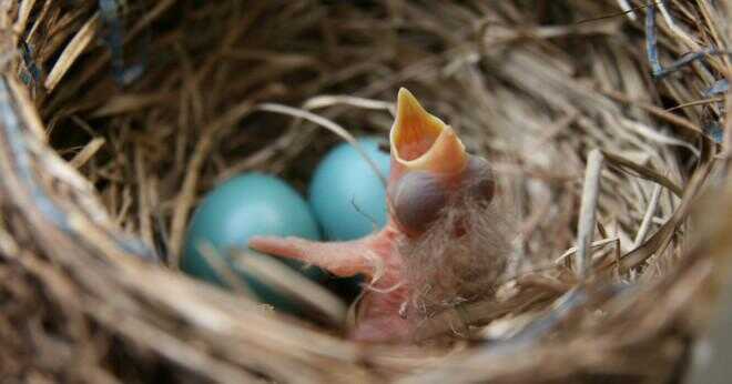Varför fåglar lägger ägg under våren?