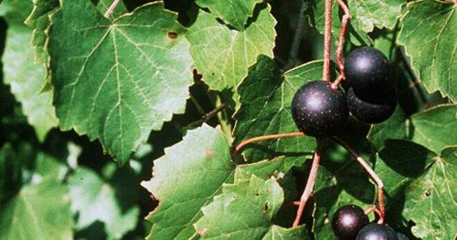 Vad är skillnaden mellan gröna druvor och lila druvor?
