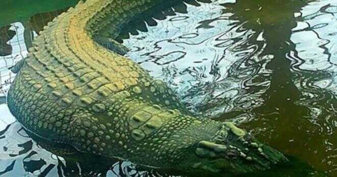 Vad är största alligator någonsin i historien?